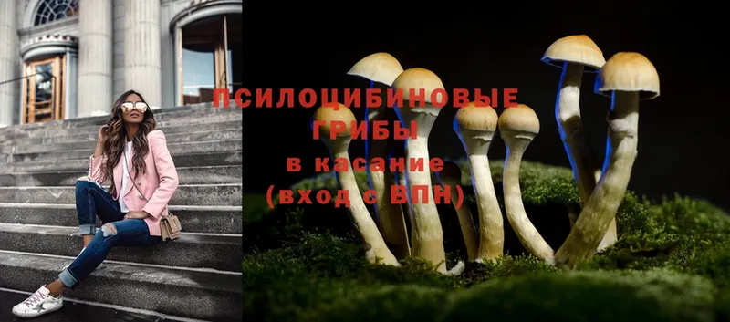 Галлюциногенные грибы Psilocybine cubensis  наркотики  Шлиссельбург 